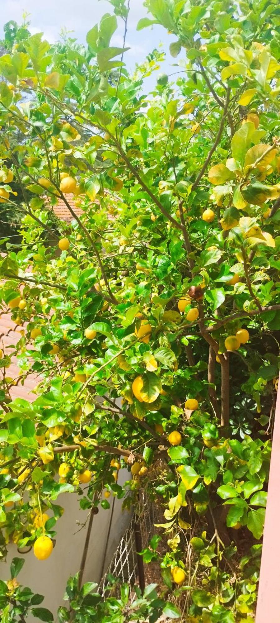 מונטיאנו B&B Terramare מראה חיצוני תמונה