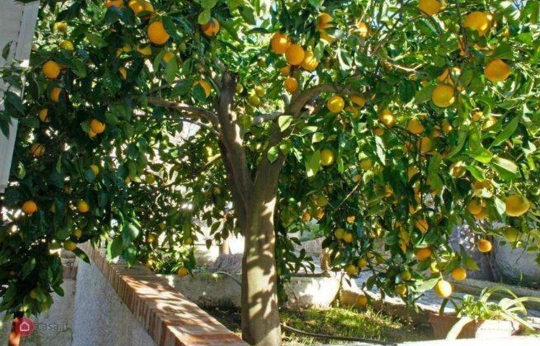 מונטיאנו B&B Terramare מראה חיצוני תמונה